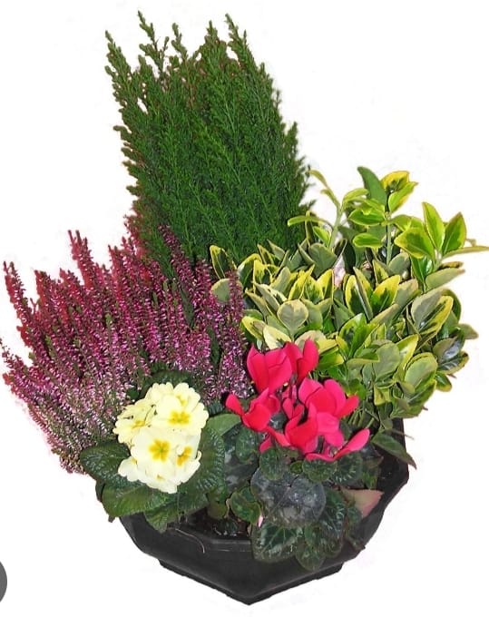 Coupe de plantes