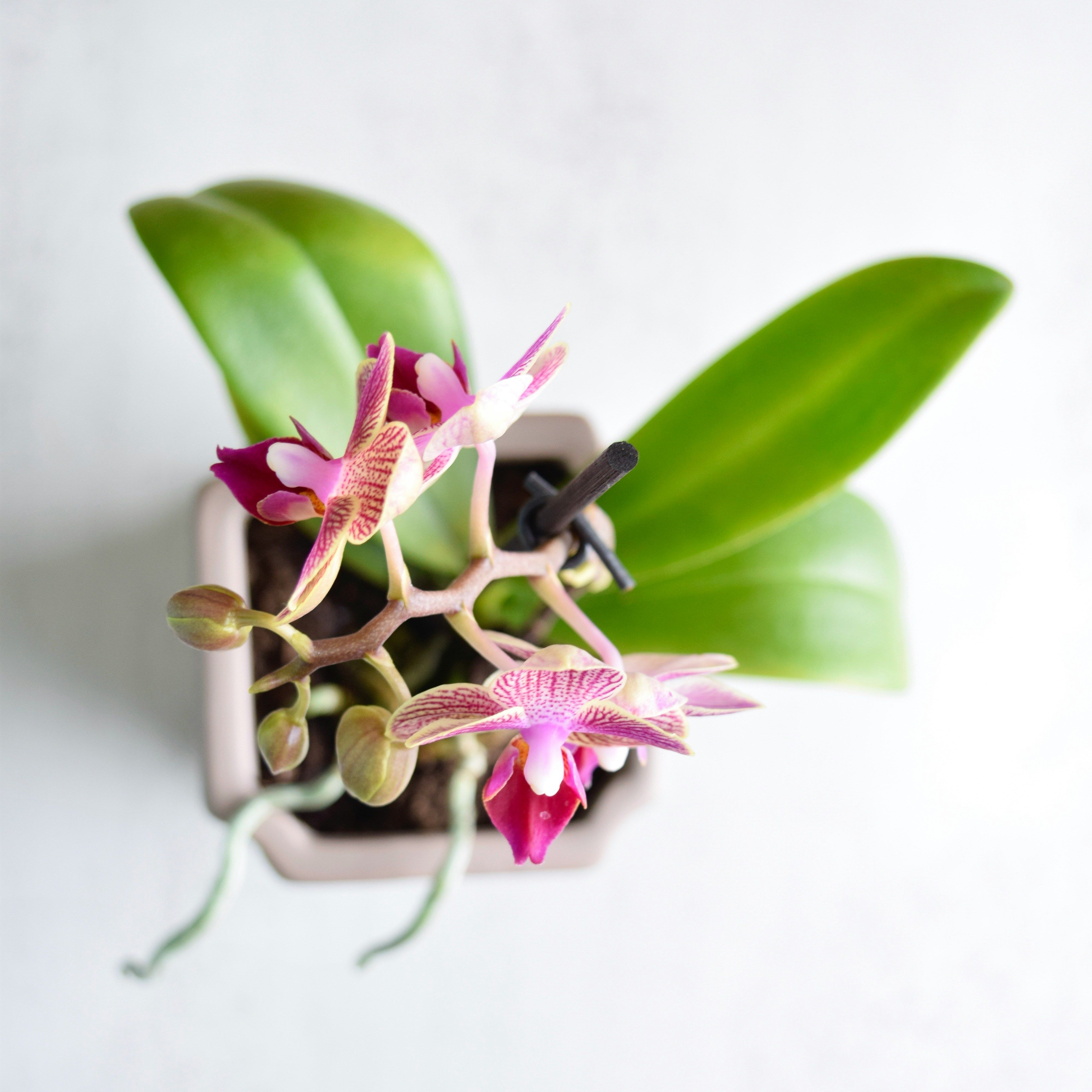 Orchidée 2 Branches avec Cache Pot