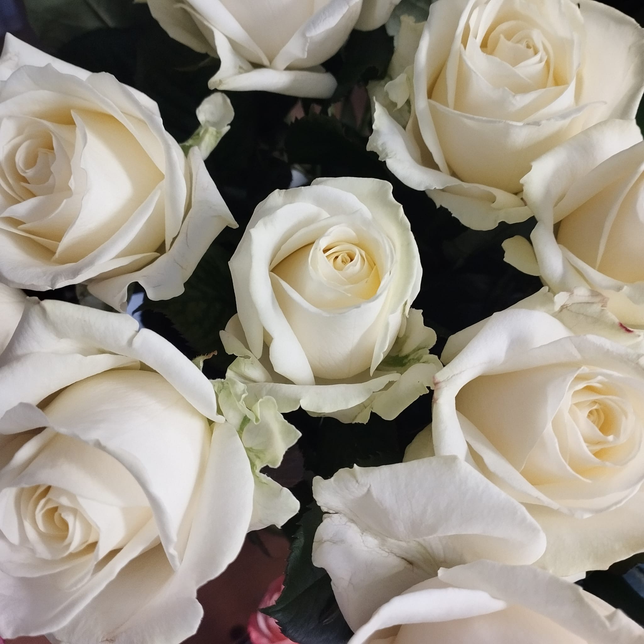 Bouquet de roses Blanche